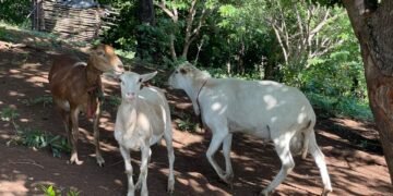 Productores panameños dicen no cederán a presiones de Costa Rica para el ingreso de lácteos ante incumplimiento