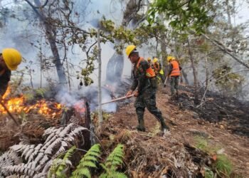 Autoridades hondureñas condenan incendios forestales provocados que dejaron daños en más de 21 mil hectáreas