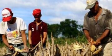 Directora anticorrupción advierte riesgo de crisis alimentaria en Honduras por falta de apoyo al campo