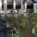 Guatemala decomisa 1,500 kilos de cocaína valorados en casi $20 millones tras interceptar embarcación en el Pacífico