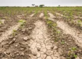 Presidente panameño crea comisión para enfrentar efectos del fenómeno de El Niño en el sector agropecuario
