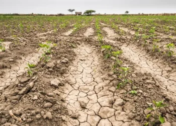 Presidente panameño crea comisión para enfrentar efectos del fenómeno de El Niño en el sector agropecuario