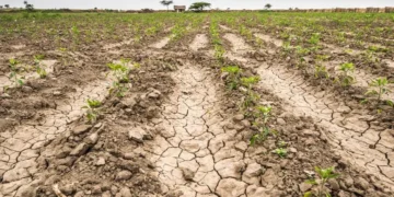 Presidente panameño crea comisión para enfrentar efectos del fenómeno de El Niño en el sector agropecuario