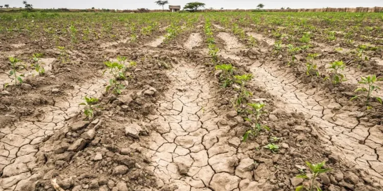 Presidente panameño crea comisión para enfrentar efectos del fenómeno de El Niño en el sector agropecuario