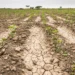 Presidente panameño crea comisión para enfrentar efectos del fenómeno de El Niño en el sector agropecuario