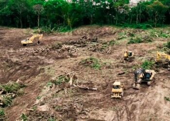 Gobierno de Bukele ajusta narrativa por tala de árboles en proyecto financiado por China en El Salvador