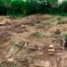 Gobierno de Bukele ajusta narrativa por tala de árboles en proyecto financiado por China en El Salvador