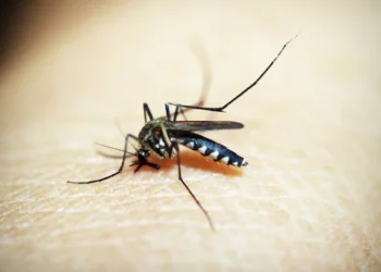 Costa Rica reporta 38 casos de malaria en lo que va del 2026