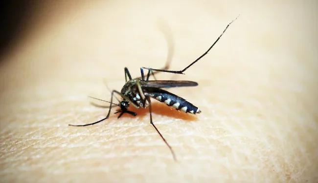 Costa Rica reporta 38 casos de malaria en lo que va del 2026