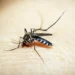 Costa Rica reporta 38 casos de malaria en lo que va del 2026