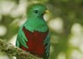 El quetzal encuentra en Costa Rica un santuario, revela reportaje de National Geographic