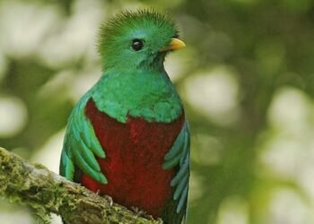El quetzal encuentra en Costa Rica un santuario, revela reportaje de National Geographic