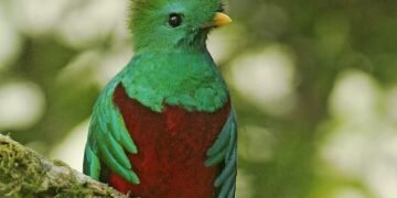 El quetzal encuentra en Costa Rica un santuario, revela reportaje de National Geographic