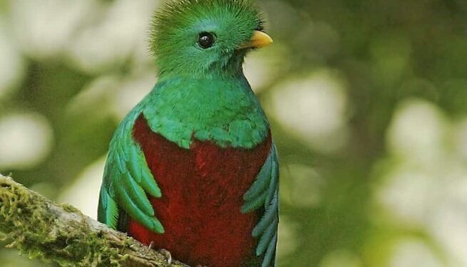 El quetzal encuentra en Costa Rica un santuario, revela reportaje de National Geographic