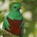 El quetzal encuentra en Costa Rica un santuario, revela reportaje de National Geographic