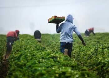 Latinos sostienen el 39% de la fuerza laboral en California, pero ganan hasta 38% menos que otros grupos