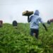 Latinos sostienen el 39% de la fuerza laboral en California, pero ganan hasta 38% menos que otros grupos