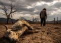La sequía golpea a 30 comunidades de Honduras y deja más de 200 animales muertos en Olancho