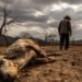 La sequía golpea a 30 comunidades de Honduras y deja más de 200 animales muertos en Olancho