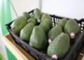 Guatemala apuesta por mercados de Corea del Sur y Taiwán para expandir exportaciones de aguacate