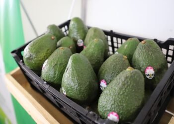 Guatemala apuesta por mercados de Corea del Sur y Taiwán para expandir exportaciones de aguacate