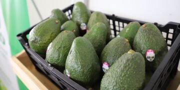 Guatemala apuesta por mercados de Corea del Sur y Taiwán para expandir exportaciones de aguacate
