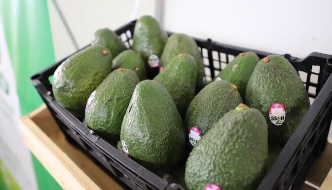Guatemala apuesta por mercados de Corea del Sur y Taiwán para expandir exportaciones de aguacate
