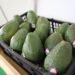 Guatemala apuesta por mercados de Corea del Sur y Taiwán para expandir exportaciones de aguacate