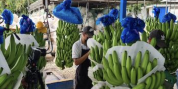El desempleo se reduce al 9.4% en Panamá, según cifras oficiales