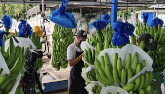 El desempleo se reduce al 9.4% en Panamá, según cifras oficiales