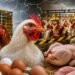 Gobierno de Honduras promete garantizar el abastecimiento de pollo y huevos pese a la emergencia por influenza aviar