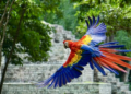 Guacamaya Fest 2026 en Honduras impulsa conservación, turismo y cultura en ruinas de Copán