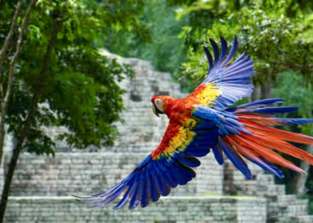 Guacamaya Fest 2026 en Honduras impulsa conservación, turismo y cultura en ruinas de Copán