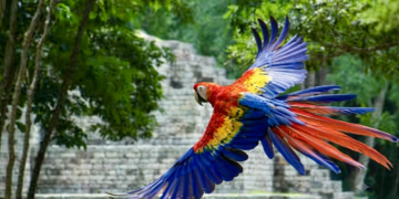 Guacamaya Fest 2026 en Honduras impulsa conservación, turismo y cultura en ruinas de Copán