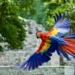 Guacamaya Fest 2026 en Honduras impulsa conservación, turismo y cultura en ruinas de Copán