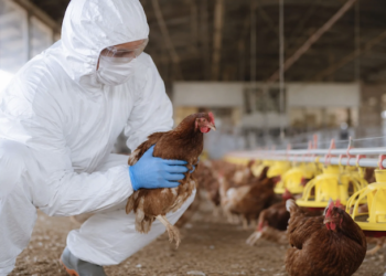 Honduras sacrifica todas las aves de una granja tras detectar un caso de gripe aviar