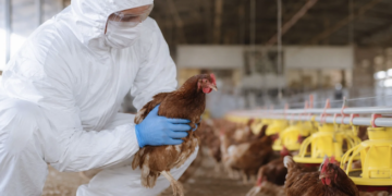 Honduras sacrifica todas las aves de una granja tras detectar un caso de gripe aviar
