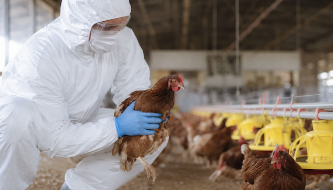 Honduras sacrifica todas las aves de una granja tras detectar un caso de gripe aviar