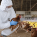 Honduras sacrifica todas las aves de una granja tras detectar un caso de gripe aviar