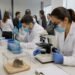 Panamá busca adelantarse al hantavirus y reúne a expertos de 10 países para reforzar la detección de brotes