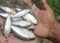 Lluvia de peces en Honduras sorprende nuevamente a habitantes de Yoro