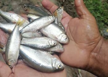 Lluvia de peces en Honduras sorprende nuevamente a habitantes de Yoro