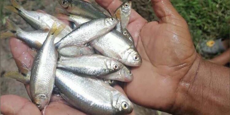 Lluvia de peces en Honduras sorprende nuevamente a habitantes de Yoro