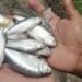 Lluvia de peces en Honduras sorprende nuevamente a habitantes de Yoro