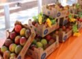 Guatemala busca triplicar sus cultivos de mango de exportación para 2030