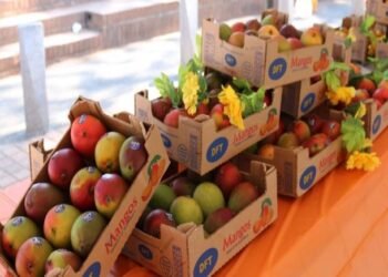 Guatemala busca triplicar sus cultivos de mango de exportación para 2030