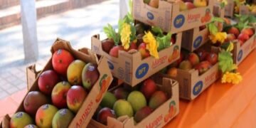 Guatemala busca triplicar sus cultivos de mango de exportación para 2030
