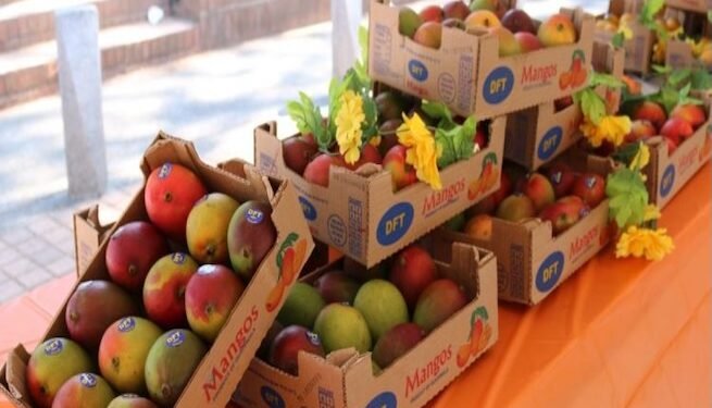 Guatemala busca triplicar sus cultivos de mango de exportación para 2030