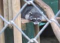 Unos 1,000 animales son extraídos de sus hábitats en Costa Rica cada año para tráfico ilegal