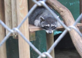 Unos 1,000 animales son extraídos de sus hábitats en Costa Rica cada año para tráfico ilegal
